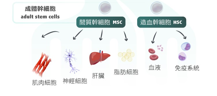 外泌體 幹細胞外泌體 神經退化 脊隨受傷 大腦損傷 中風 巴金森氏症 心肌梗塞 肌肉萎縮症 武漢肺炎 新冠病毒 失智症 腫瘤 癌症 幹細胞垃圾 幹細胞分泌 誘導型幹細胞 細胞修復 細胞因子